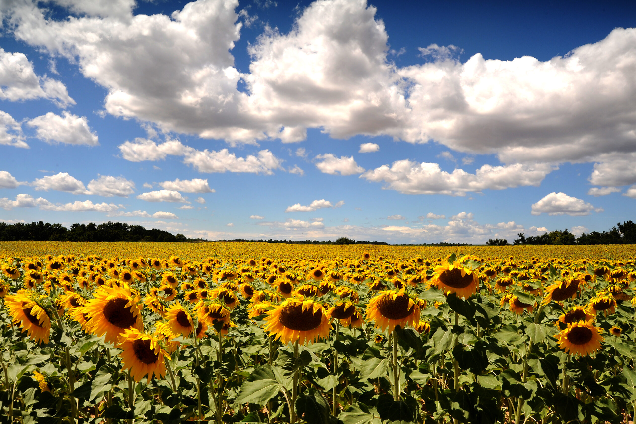 campo girasoli