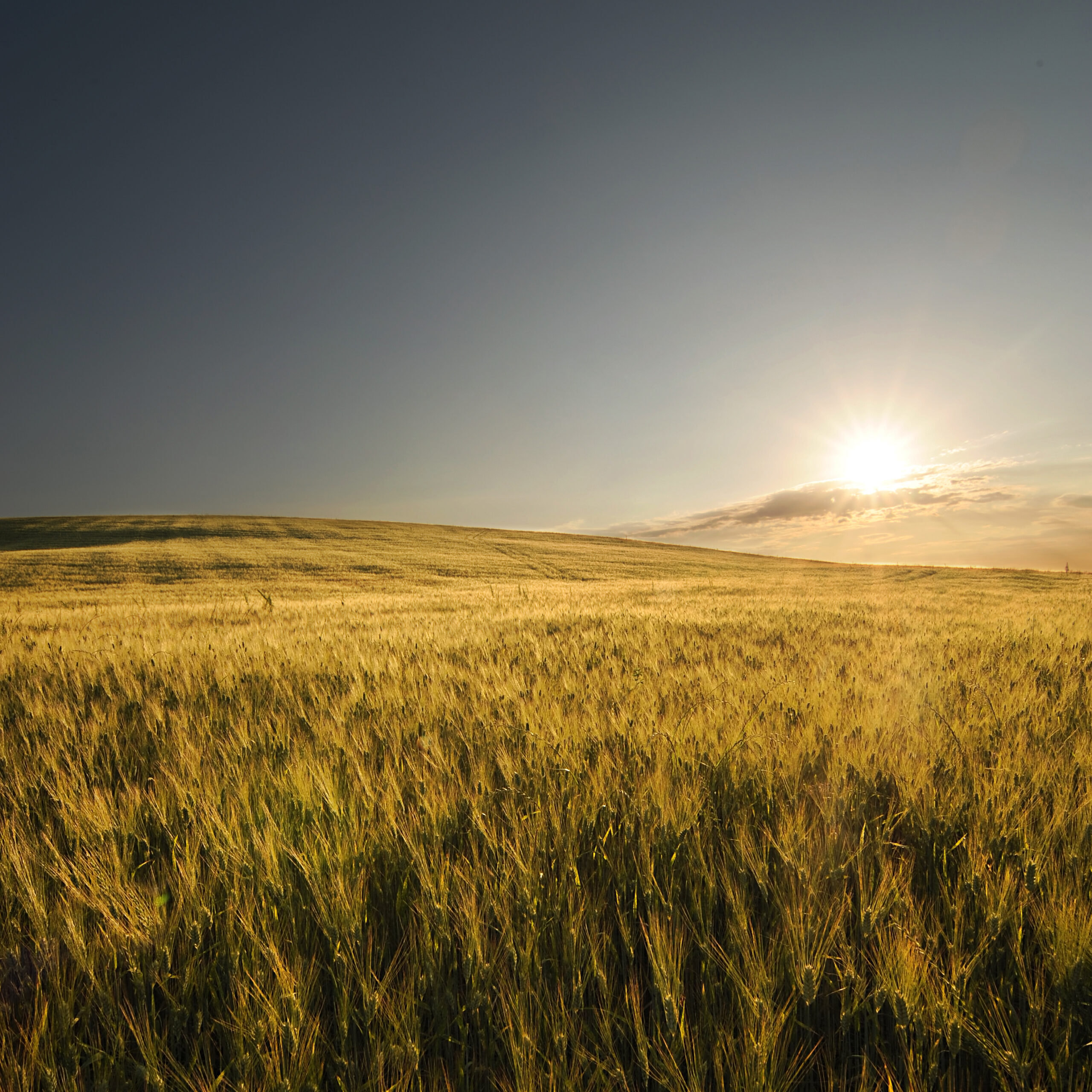 grano e tramonto quadrato
